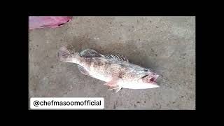 Info Hamour Fish by chef Masoom chefmasoom cheflife seafood worldchef pakistanichefs foryou [upl. by Olotrab]