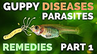 Gupp Fish Care  Guppy Diseases Parasites and Remedies  Part 1 [upl. by Lynna769]