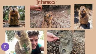 Quokka Setonix brachyurus [upl. by Lambert]