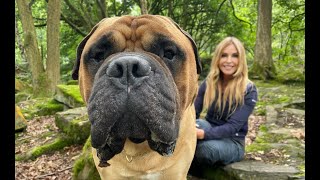 THE BULLMASTIFF  DANGEROUS GAME KEEPERS GUARD DOG [upl. by Adnawak]