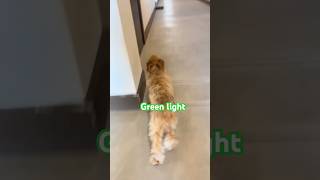 RED LIGHT GREEN LIGHTSUBSCRIBE run puppy subscribe subscribe subscribe subscribe song [upl. by Downes]