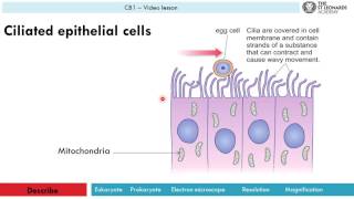 CB1c  Specialised cells [upl. by Aniral]