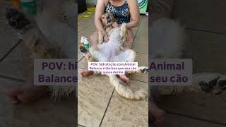 Ele dormiu no meio da hidratação doguinho pets cachorro filhote pet petlover dermatitecanina [upl. by Yttak]