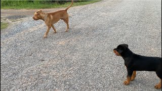 Rottweiler puppy and pitbull bandog meet Street dogs [upl. by Etiragram]