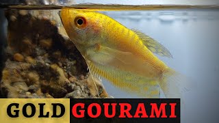 A Touch of Gold The Allure of Gold Gouramis Trichopodus trichopterus [upl. by Rehpotsrik]