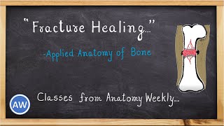 Bones  Fracture Healing Applied Anatomy  Classes from Anatomy Weekly  Anatomy Weekly Ep  12 [upl. by Atok840]