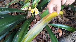 Why are my Clivia leaves rotting [upl. by Irtimid335]