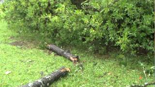 Hurricane Irene Damage in Hampstead NC [upl. by Kingdon]