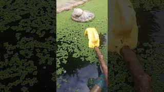 Azolla farming in kenya [upl. by Aroled]