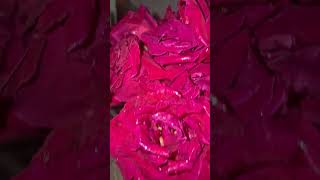 Subscribe now♥️ trending flowers viralreels viralshorts [upl. by Mckenna638]