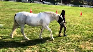 Saanich Fair 2024 Horses Walkaround [upl. by Combe]