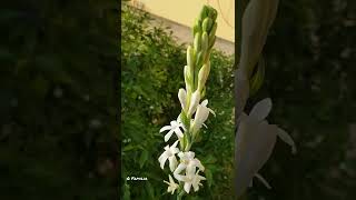 How to bloom Tuberose  Journey of Fragrant Flower Tuberose  Shorts [upl. by Aderf]