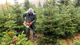 Mon beau sapin roi des fêtes de Noël [upl. by Peugia]