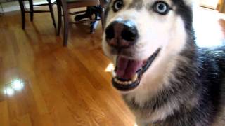 Mishka the Talking Husky Wants to Say quotI love youquot [upl. by Nagey531]