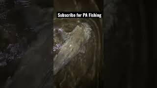 Big Mon River Flathead Catfish shorts [upl. by Relluf]