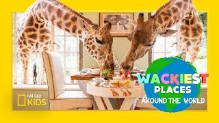 Epic Giraffe Feeding  Wackiest Places Around the World [upl. by Aramas53]