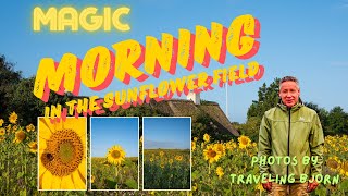 MAGIC MORNING in the Sunflower field [upl. by Francoise905]