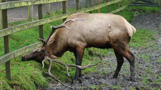 Wapiti muss sich sehr verrenken um an frisches Gras zu kommen [upl. by Netfa237]