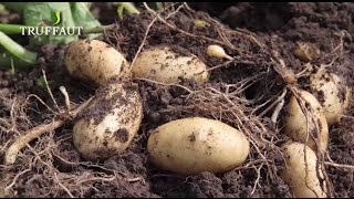 Comment planter des pommes de terre au potager  Truffaut [upl. by Oliva]