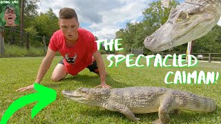 The SPECTACLED CAIMAN Facts and info Animal Breakdown [upl. by Tenaej10]