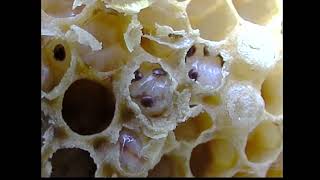 Varroa Mites on Drone Honeybee Brood [upl. by Darrelle]