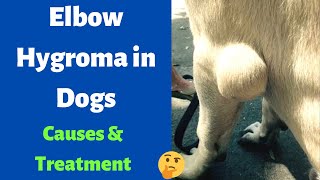 How to Treat Elbow Hygroma in Dogs Causes of Elbow Hygroma in Dogs [upl. by Amuh]