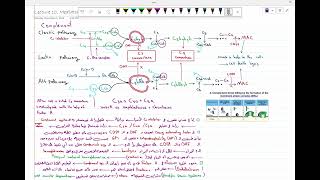 intro to Pathology tissue inflammation 7 [upl. by Yrovi]