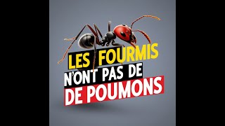 Comment les Fourmis Respirent sans Poumons  🧐 Le Mystère des Spiracles [upl. by Ermine]