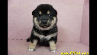 1005 黑色柴犬 shiba 母幼犬日新犬舍 [upl. by Short]