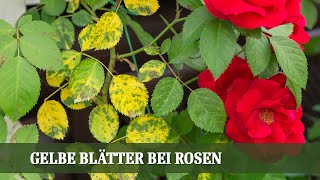 Gelbe Blätter bei Rosen  Was sind mögliche Ursachen [upl. by Aicilaf266]