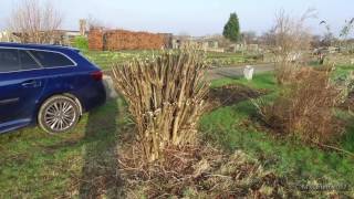 Home grown pea sticks and bean poles in 4k [upl. by Mayeda]