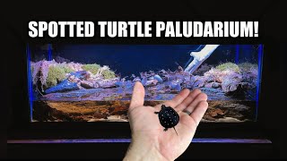 Spotted Turtle Parudarium Build amp Unboxing [upl. by Daphie957]