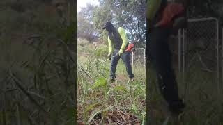 SRM225 ECHO WEED EATER  WORKS PERFECT [upl. by Guevara]