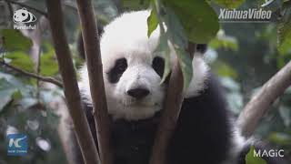 Cute panda cub falls asleep on tree branch [upl. by Eellek]