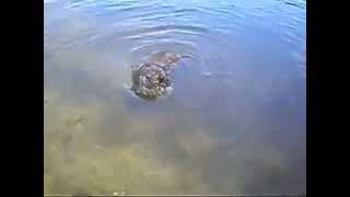 HUGE snake attacks dog in Lake Michigan [upl. by Rochester]