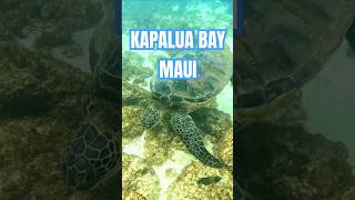 Exploring Kapalua Bay Maui kapalua seaturtles maui [upl. by Ilwain]