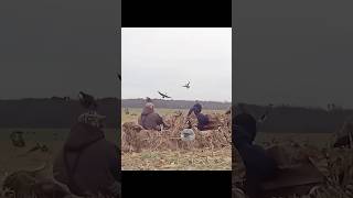 В их волнах сидели охотники на гусей Нессduckhunting birdhunting youtubeshorts [upl. by Yila]