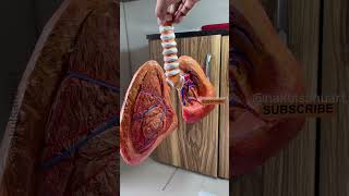 Respiratory system working model lungs working model youtubeshorts biology short NakulSahuArt [upl. by Odlauso687]