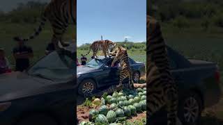 Lion helps car escape giant snake [upl. by Yajiv]