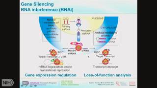 TRACO 2016 Functional genomics and HSP90 inhibitors [upl. by Ahsilaf]