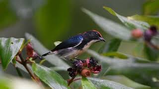 The scarlet backed flowerpecker  WILDLIFE SINGAPORE BIRDING  4K [upl. by Sina]