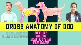 Canine  DOG 🐶🦮🐕Complete Gross Anatomy Muscles location Angiology Skeleton Organs Ft Dr Jayesh [upl. by Saiff]