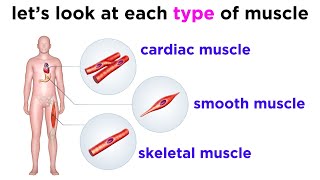 Types of Tissue Part 3 Muscle Tissue [upl. by Uolyram]