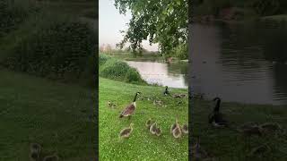 Dartford dartford like fyp geese babies [upl. by Savior]