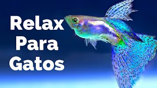 Relajar a Tu Gato🐱🐱  Acuario con Peces y Música para Que se Duerma [upl. by Mallis]