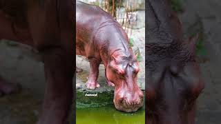 Majestic Hippos Gentle Giants of the Water hippo facts animals  Animal Kingdom [upl. by Ahsinut]