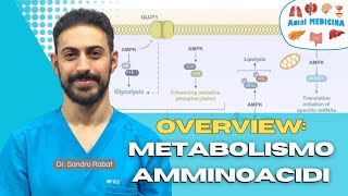 Overview metabolismo amminoacidi [upl. by Iams]