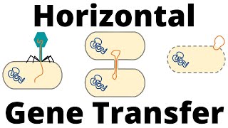 Transformation Transduction and Conjugation Horizontal Gene Transfer in Bacteria [upl. by Altaf]