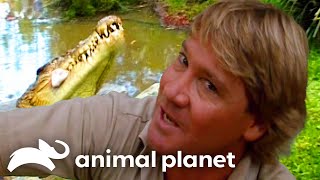 Steve Irwins Big Croc Diaries at Australia Zoo  The Crocodile Hunter  Animal Planet [upl. by Minta]