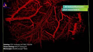 Mouse brain vasculature visualized by 3Dimmunofluorescence using CD31PECAM1 Antibody [upl. by Cesar558]